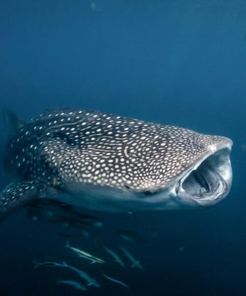 IMG-20260710-WA0006